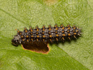 Wachtelweizen-Scheckenfalter - Melitaea athalia