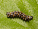 Wachtelweizen-Scheckenfalter - Melitaea athalia