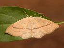 Očkovec bukový - Cyclophora linearia