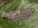 Různorožec dubový - Hypomecis roboraria