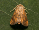 Slimákovec dubový - Apoda limacodes