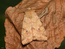 Gelbe Pappelhain-Blatteule - Enargia paleacea
