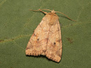 Gelbe Pappelhain-Blatteule - Enargia paleacea
