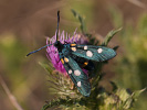  - Zygaena ephialtes