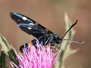  - Zygaena ephialtes
