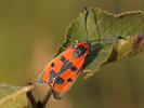  - Zygaena laeta