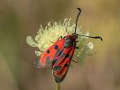  - Zygaena laeta