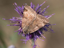  - Euclidia glyphica