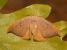Srpokřídlec dubový - Watsonalla binaria