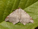 Kropenatec dubový - Macaria alternata