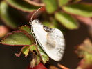 Srpokřídlec trnkový - Cilix glaucata