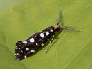 Mol ozdobný - Euplocamus anthracinalis