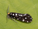 Mol ozdobný - Euplocamus anthracinalis