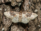 Žlutokřídlec polní - Idaea rusticata
