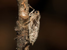Píďalka lesní - Operophtera fagata