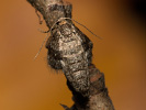 Píďalka lesní - Operophtera fagata