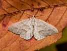 Píďalka pampelišková - Mesotype parallelolineata