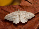 Píďalka pampelišková - Mesotype parallelolineata