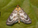 Zavíječ zahradní - Anania hortulata