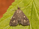 Zavíječ čistcový - Anania stachydalis