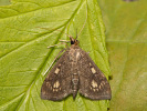 Zavíječ čistcový - Anania stachydalis