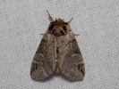 Hřbetozubec tmavoúhlý - Drymonia obliterata
