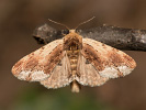 Hřbetozubec břekový - Ptilodon cucullina