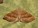 Vlnočárník sveřepový - Scotopteryx chenopodiata