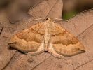Vlnočárník sveřepový - Scotopteryx chenopodiata