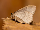 Píďalka podzimní - Operophtera brumata