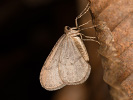 Píďalka podzimní - Operophtera brumata