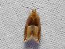 Obaleč hnědoskvrnný - Ancylis mitterbacheriana