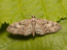 Píďalička jarní - Eupithecia abbreviata