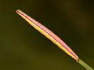 Zavíječ - Nascia cilialis
