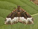 Píďalka zelenokrajná - Euphyia biangulata