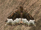 Píďalka zelenokrajná - Euphyia biangulata