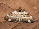 Píďalka doubravní - Melanthia procellata
