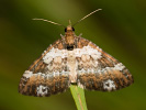 Píďalka doubravní - Melanthia procellata