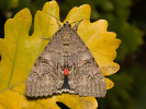  - Catocala nupta