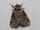 Hřbetozubec tmavoúhlý - Drymonia obliterata