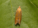 Obaleč třezalkový - Lathronympha strigana