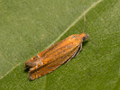 Obaleč třezalkový - Lathronympha strigana