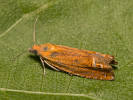 Obaleč třezalkový - Lathronympha strigana