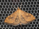 Zavíječ - Anania verbascalis