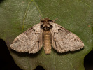 Hřbetozubec tmavoúhlý - Drymonia obliterata