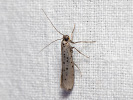 Předivka šedá - Yponomeuta sedella