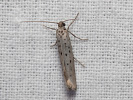 Předivka šedá - Yponomeuta sedella