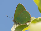 Grüner Zipfelfalter - Callophrys rubi
