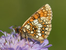 Ehrenpreis-Scheckenfalter - Melitaea aurelia