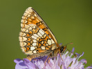 Ehrenpreis-Scheckenfalter - Melitaea aurelia